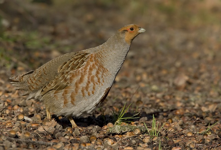 Gray Partridge - Paul Cools