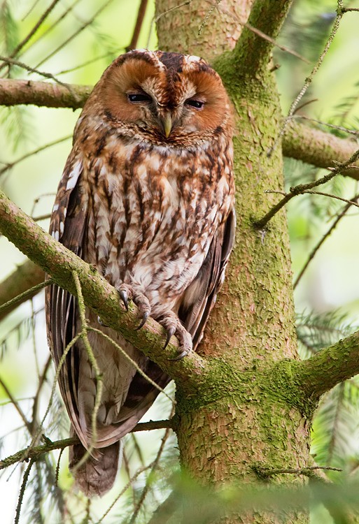 Tawny Owl - Paul Cools