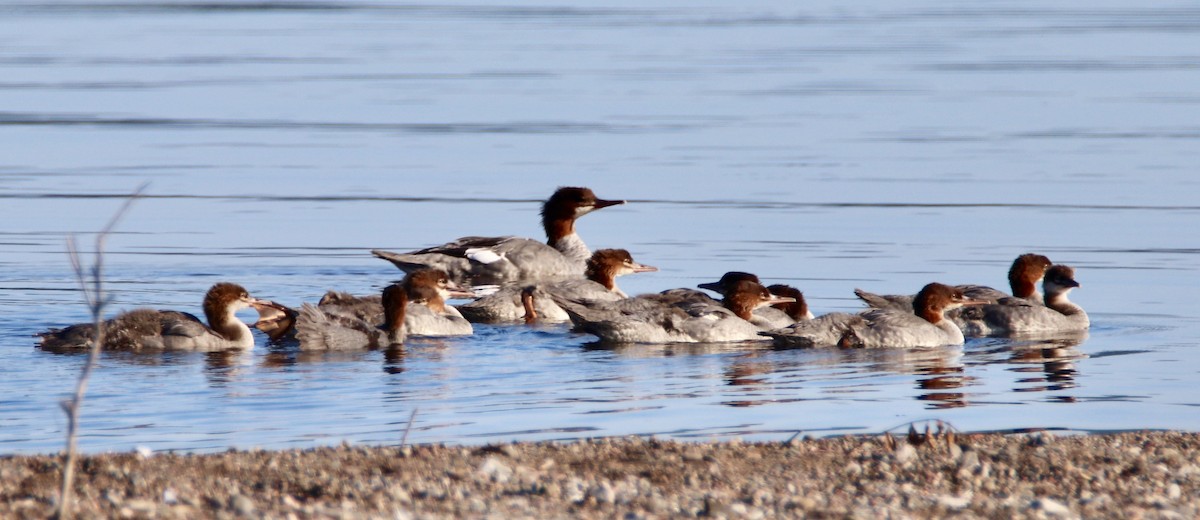 Common Merganser - ML172730141