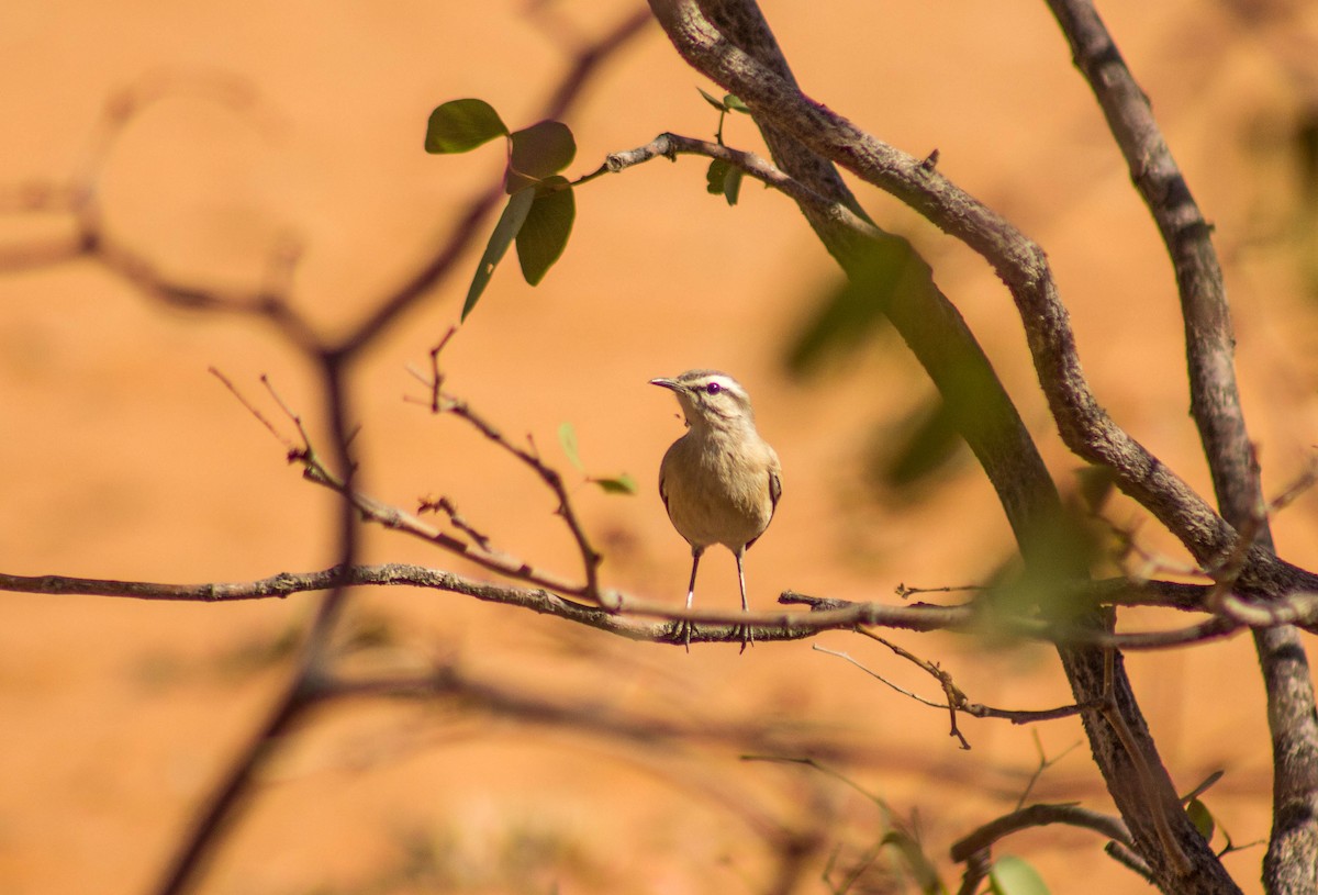 Kalahari Scrub-Robin - ML172731301