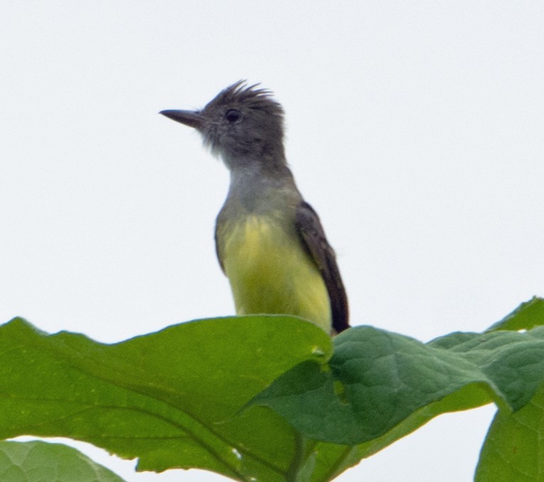 Great Crested Flycatcher - ML172732831