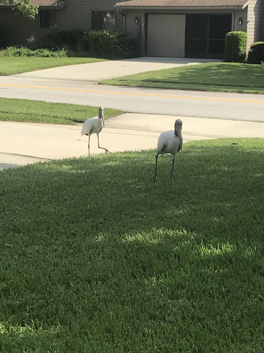 Wood Stork - ML172733071