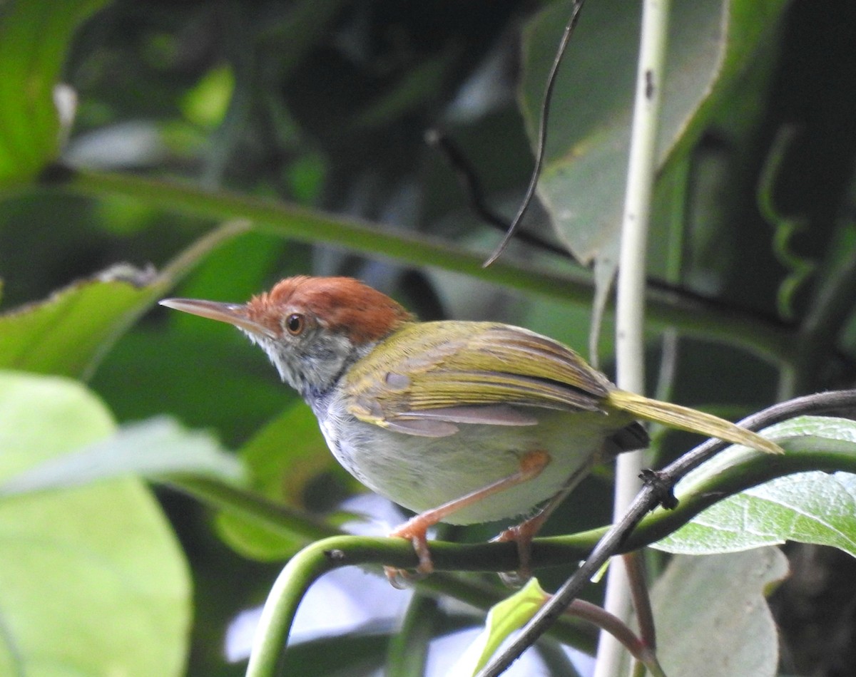 Dark-necked Tailorbird - Nimali Digo & Thilanka Edirisinghe