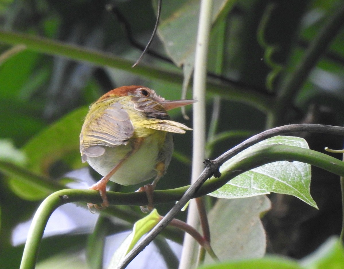Dark-necked Tailorbird - Nimali Digo & Thilanka Edirisinghe