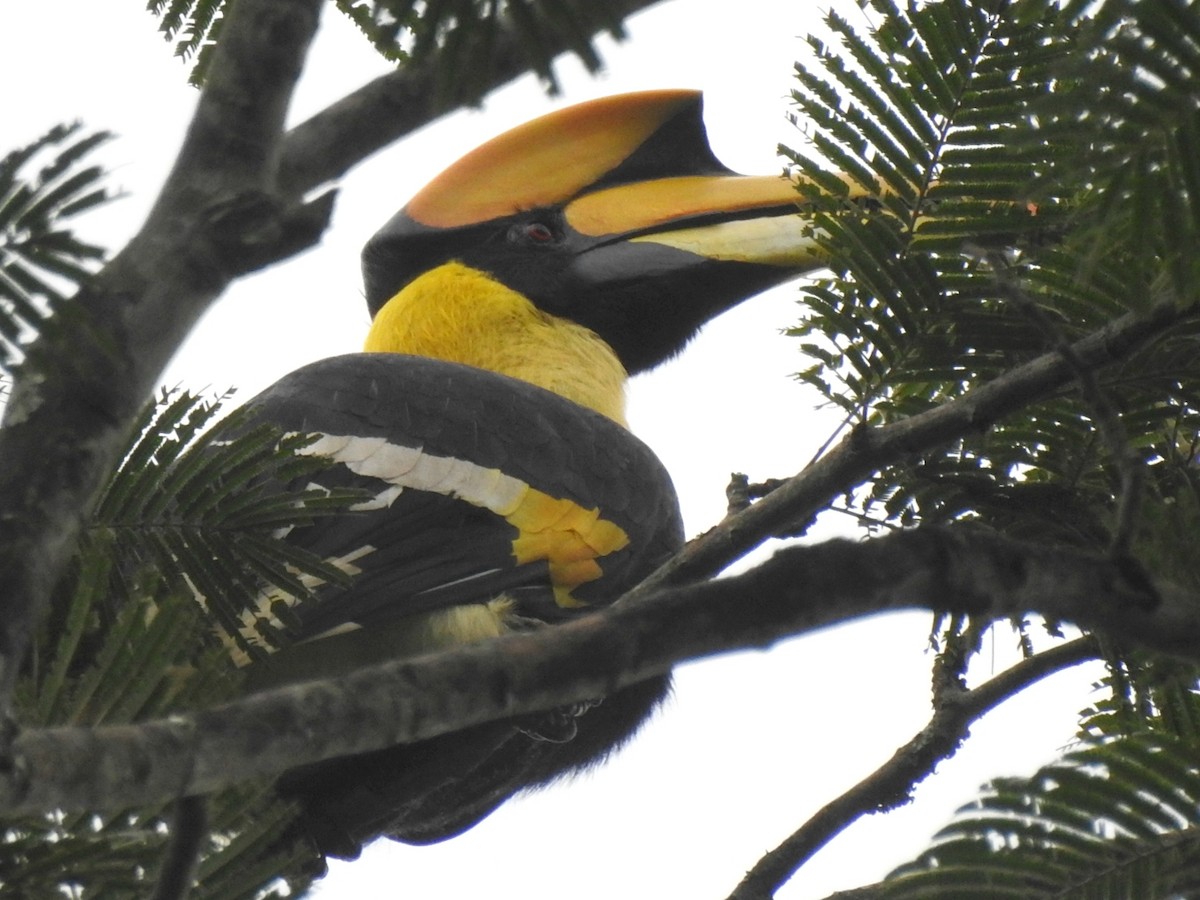 Great Hornbill - Nimali Digo & Thilanka Edirisinghe