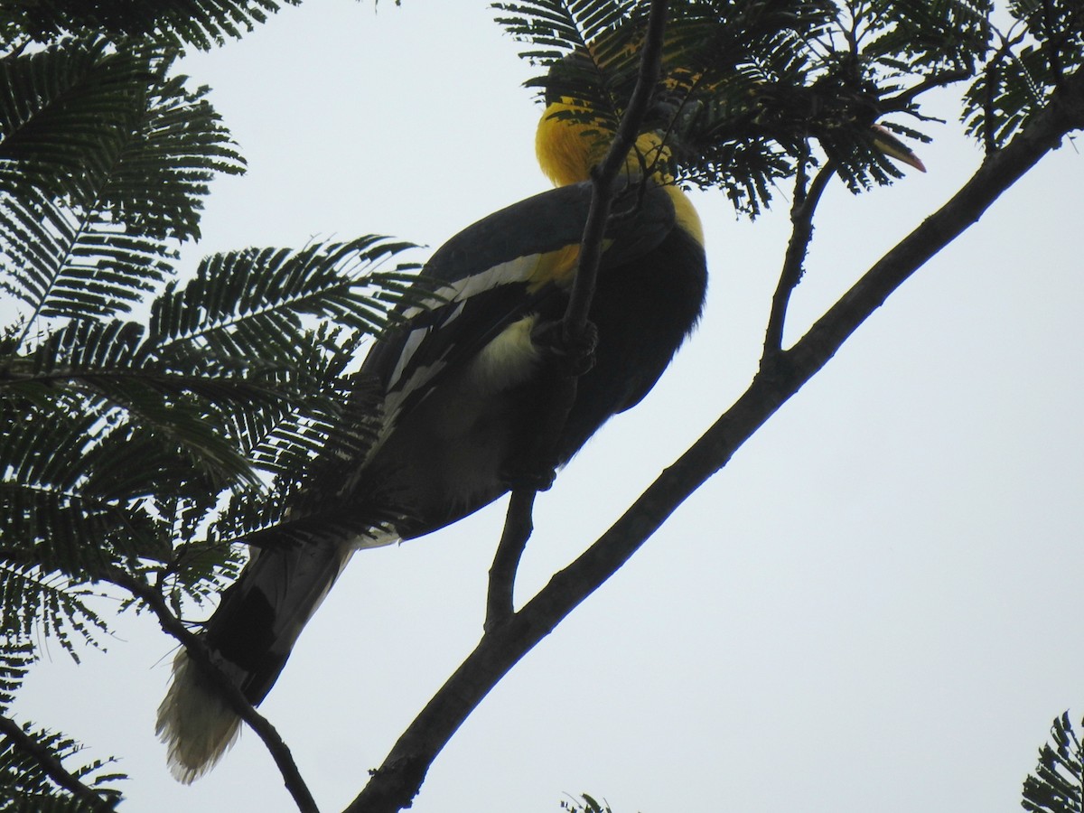 Great Hornbill - Nimali Digo & Thilanka Edirisinghe