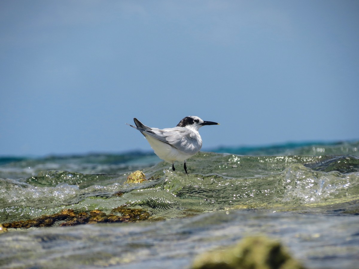 Sandwich Tern - ML172735441