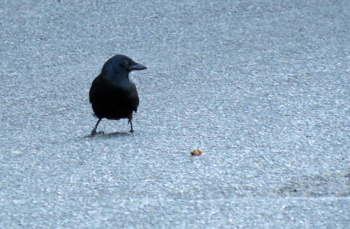 Corbeau calédonien - ML172735521