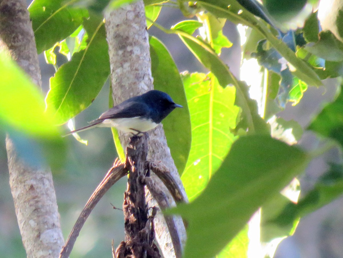 Melanesian Flycatcher - ML172735881