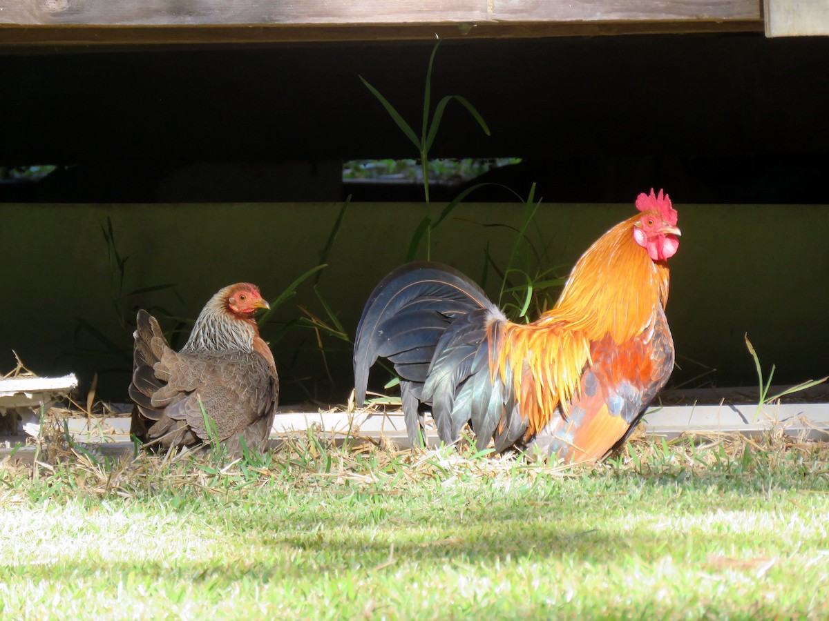 Red Junglefowl - ML172736731