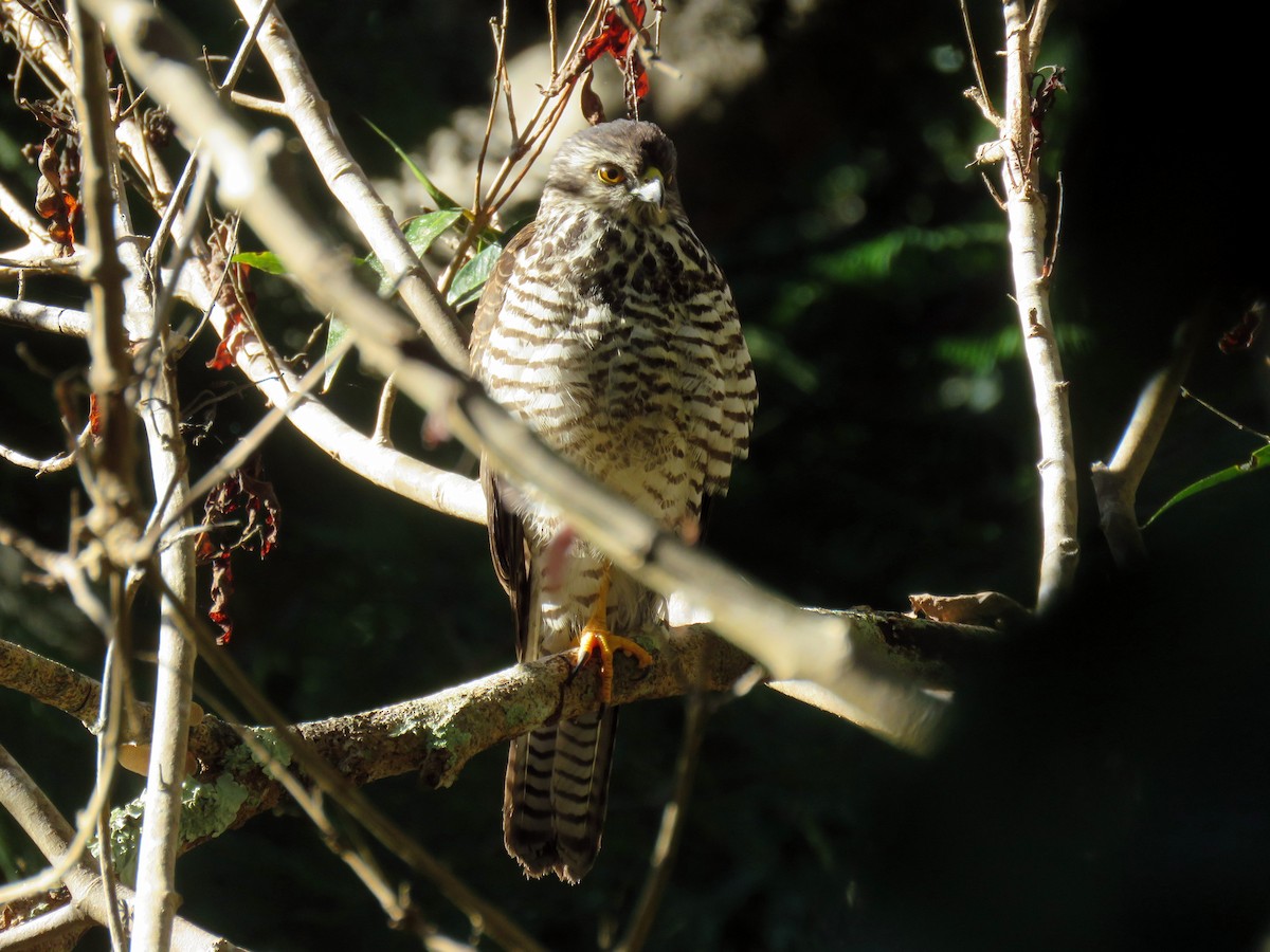 New Caledonian Goshawk - ML172737351