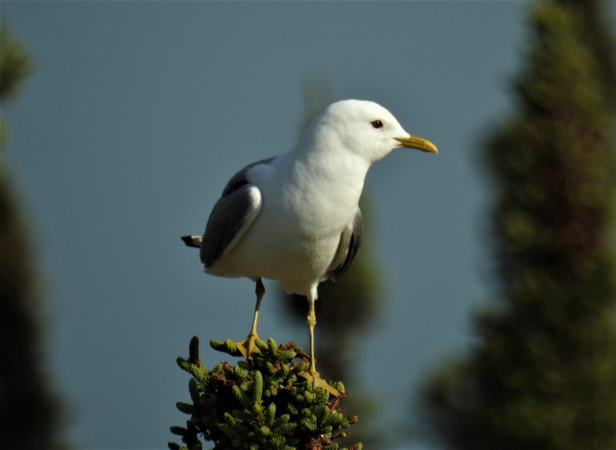 Short-billed Gull - ML172737551