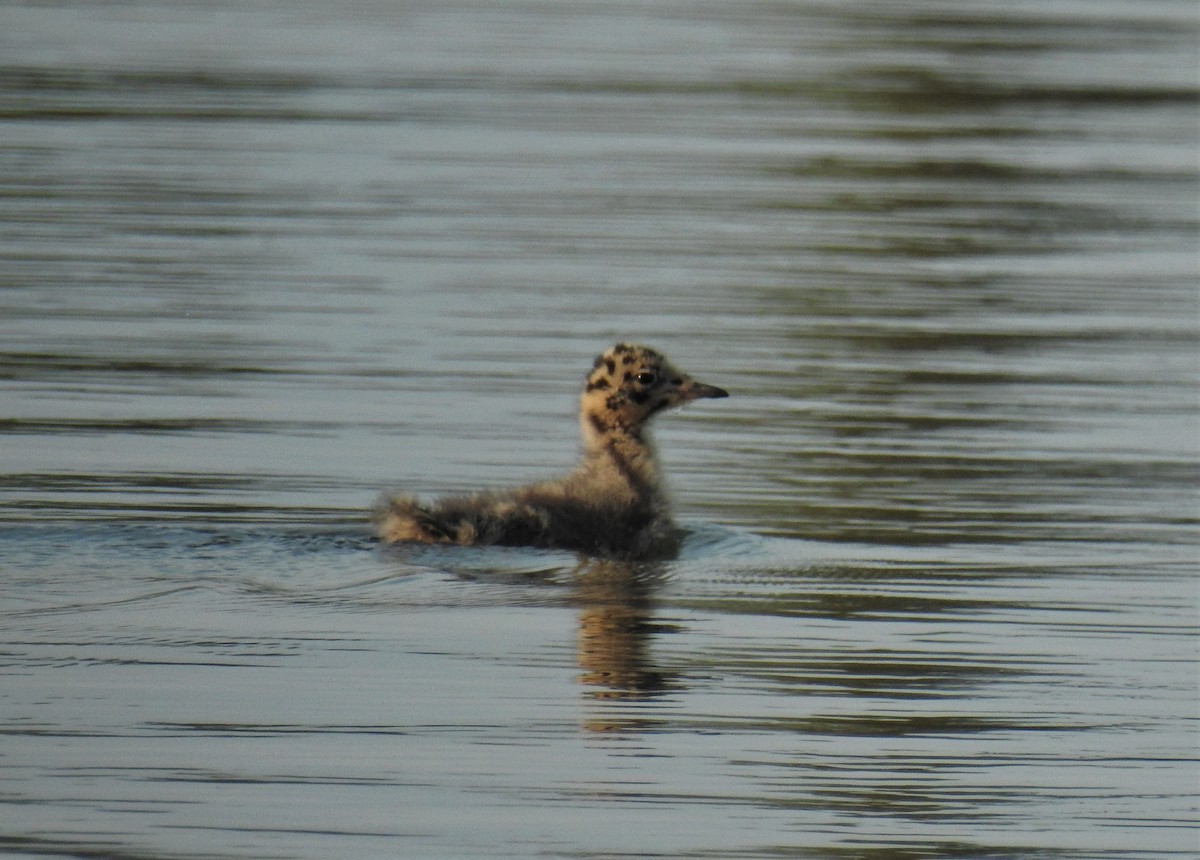 Bonaparte's Gull - ML172737561