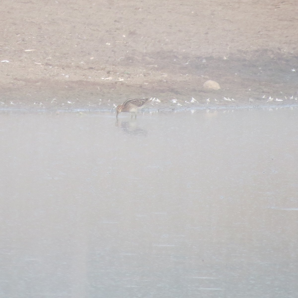 Wilson's Snipe - ML172737701