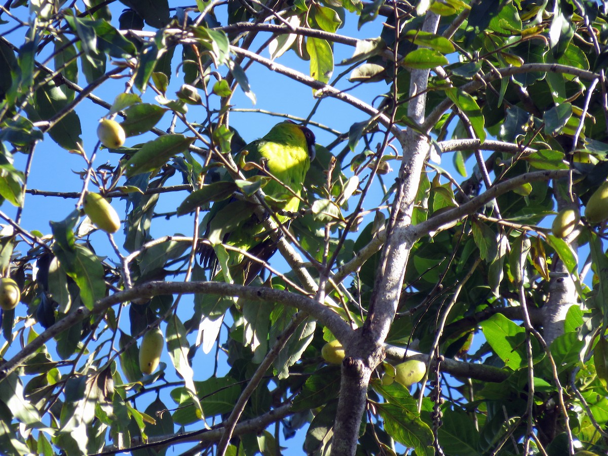 Horned Parakeet - ML172738451