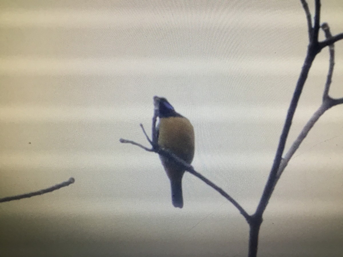 Verdin de Hardwicke - ML172738621