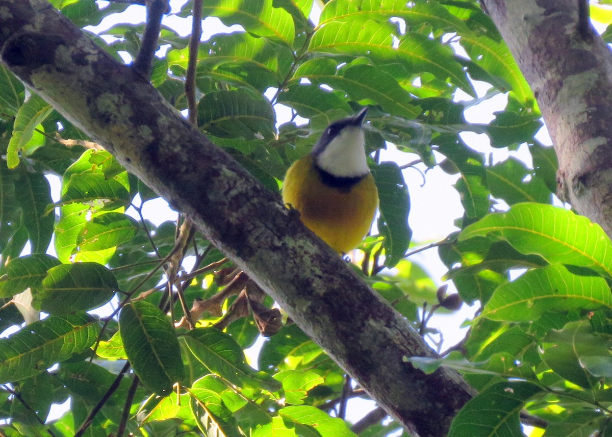 New Caledonian Whistler - ML172738761