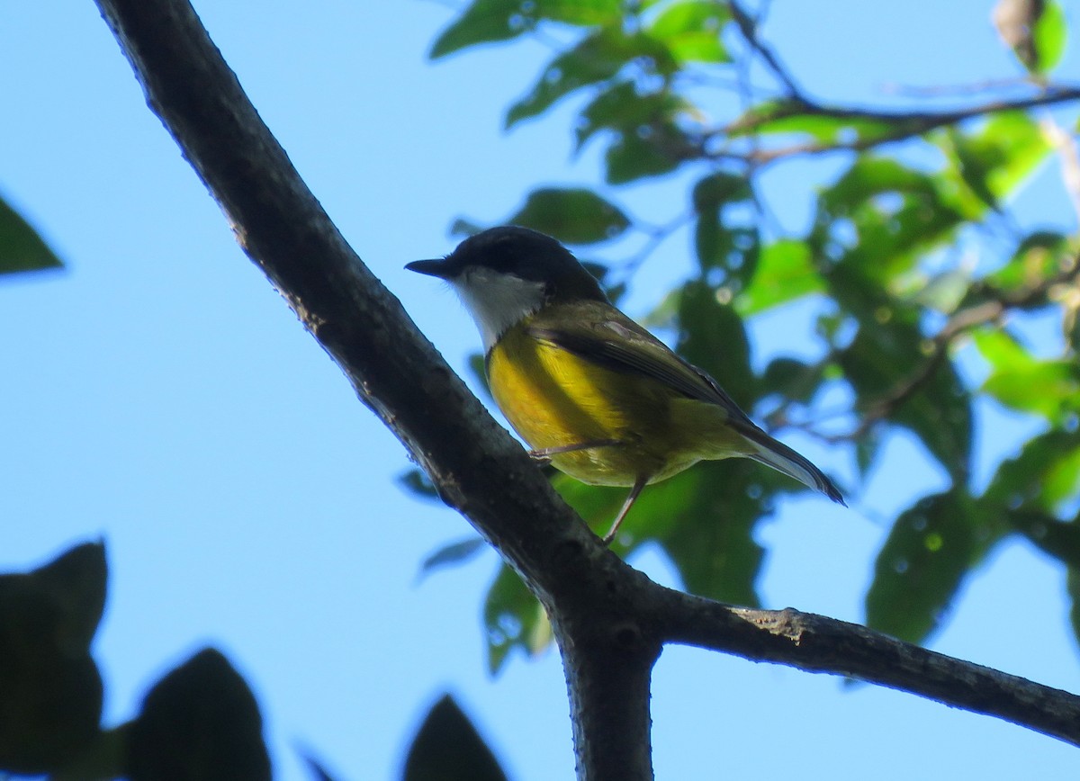 New Caledonian Whistler - ML172738771