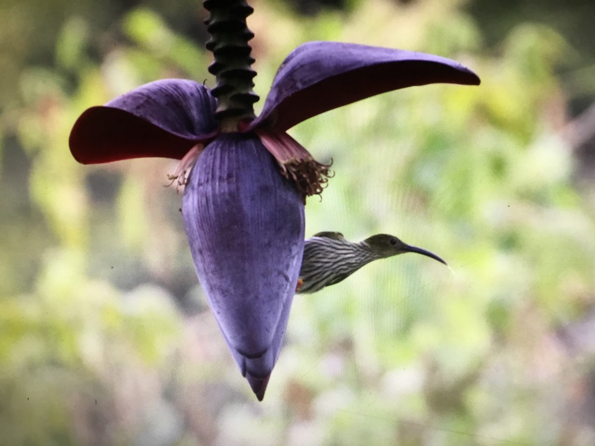 Grand Arachnothère - ML172738951
