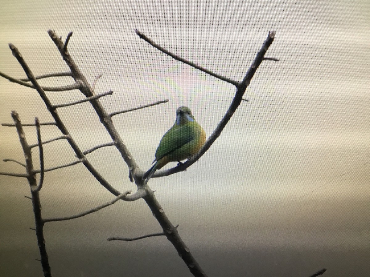 Verdin de Hardwicke - ML172739071
