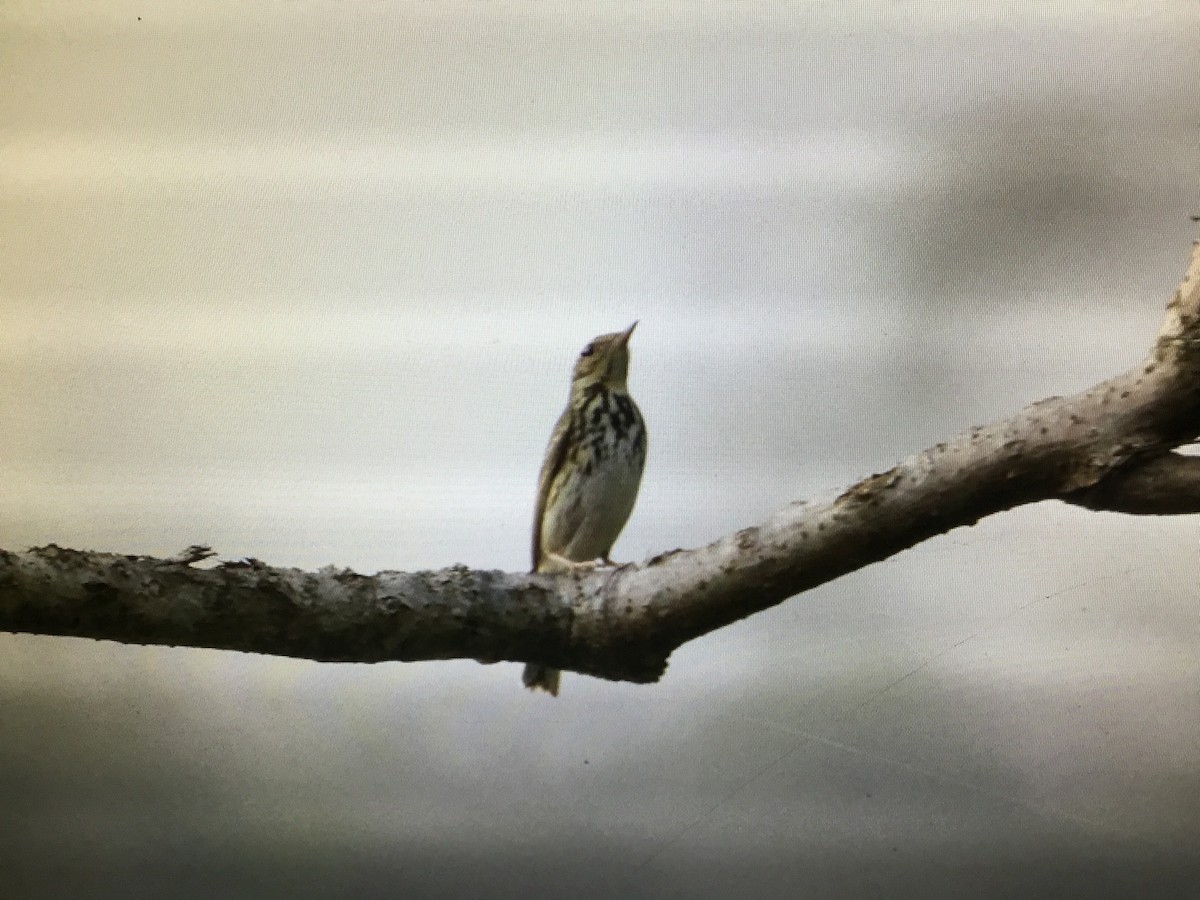 Pipit à dos olive - ML172739451