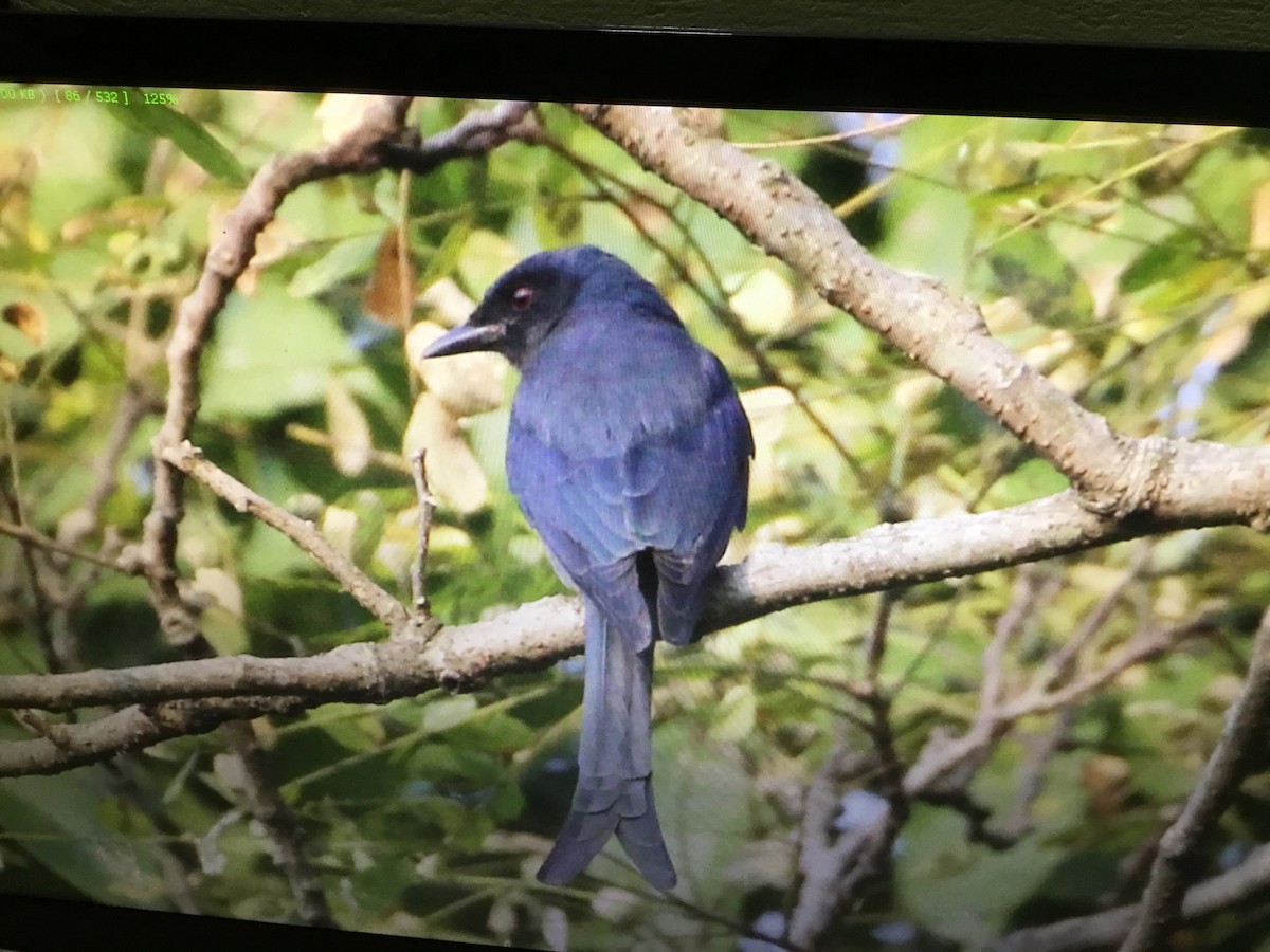 Drongo cendré - ML172739541