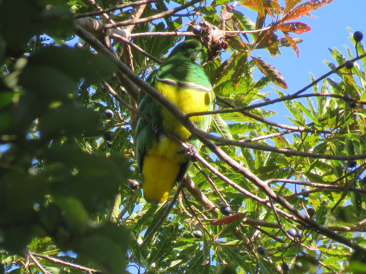 Cloven-feathered Dove - Simon RB Thompson