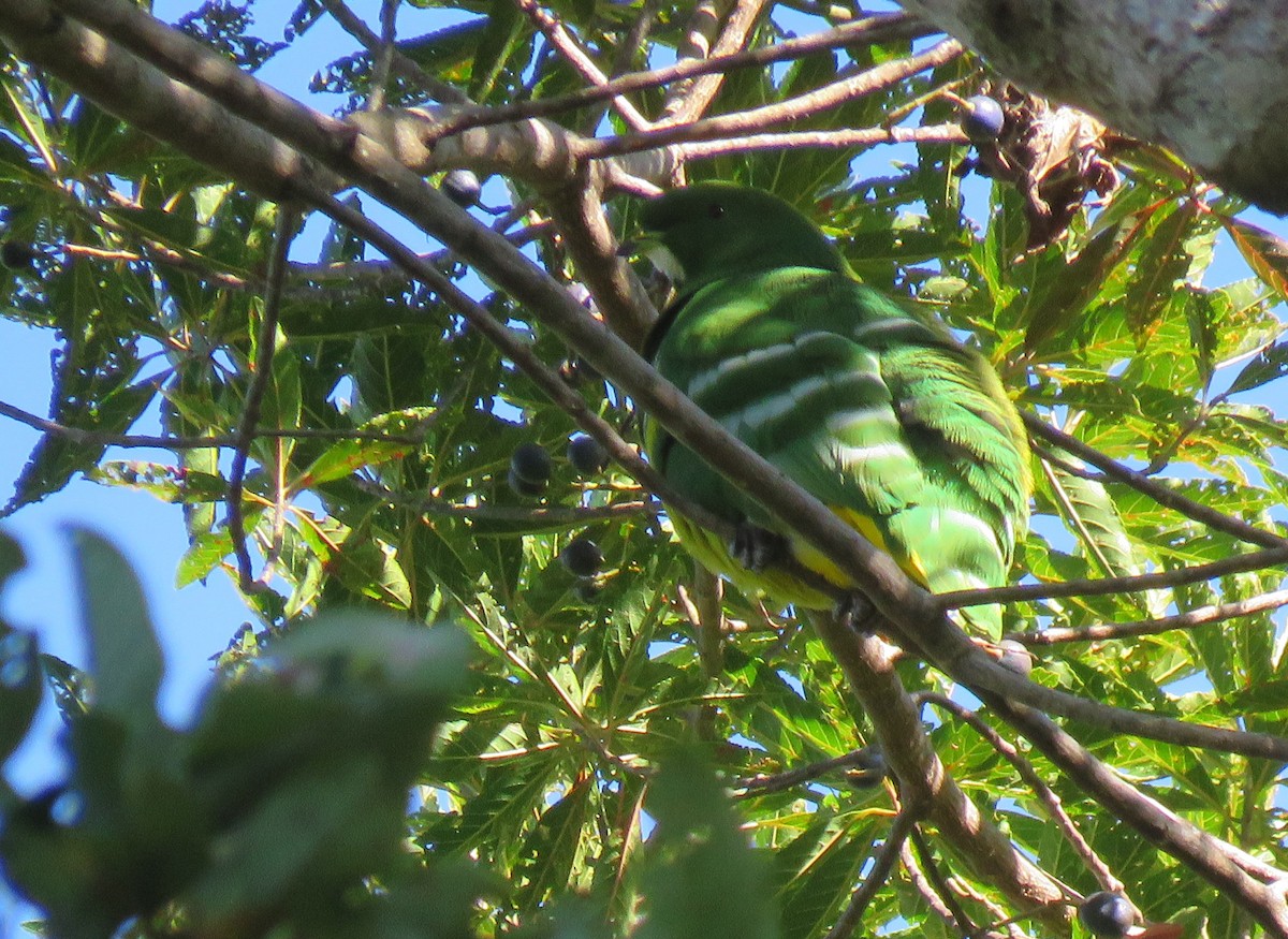 Cloven-feathered Dove - ML172740551