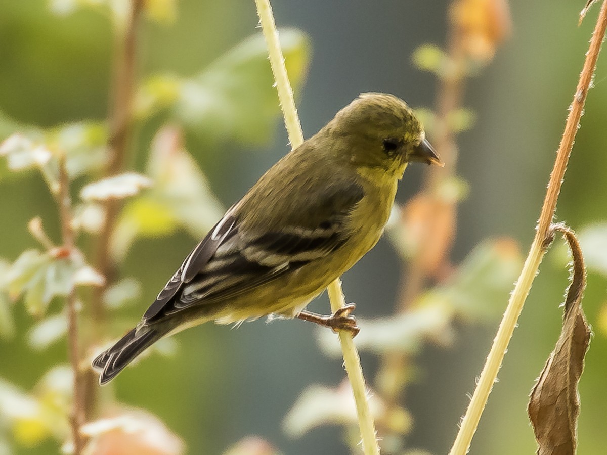 Lesser Goldfinch - ML172740581