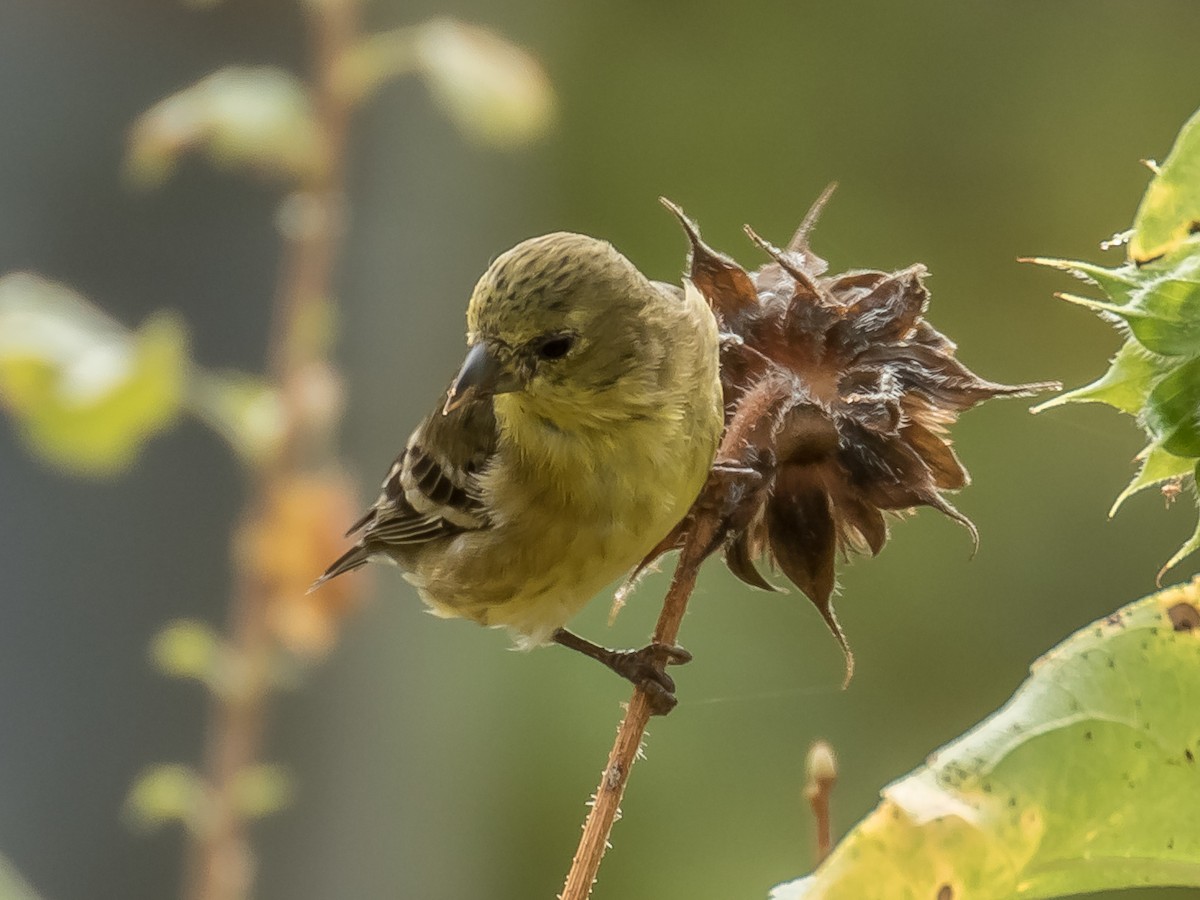 Lesser Goldfinch - ML172740611