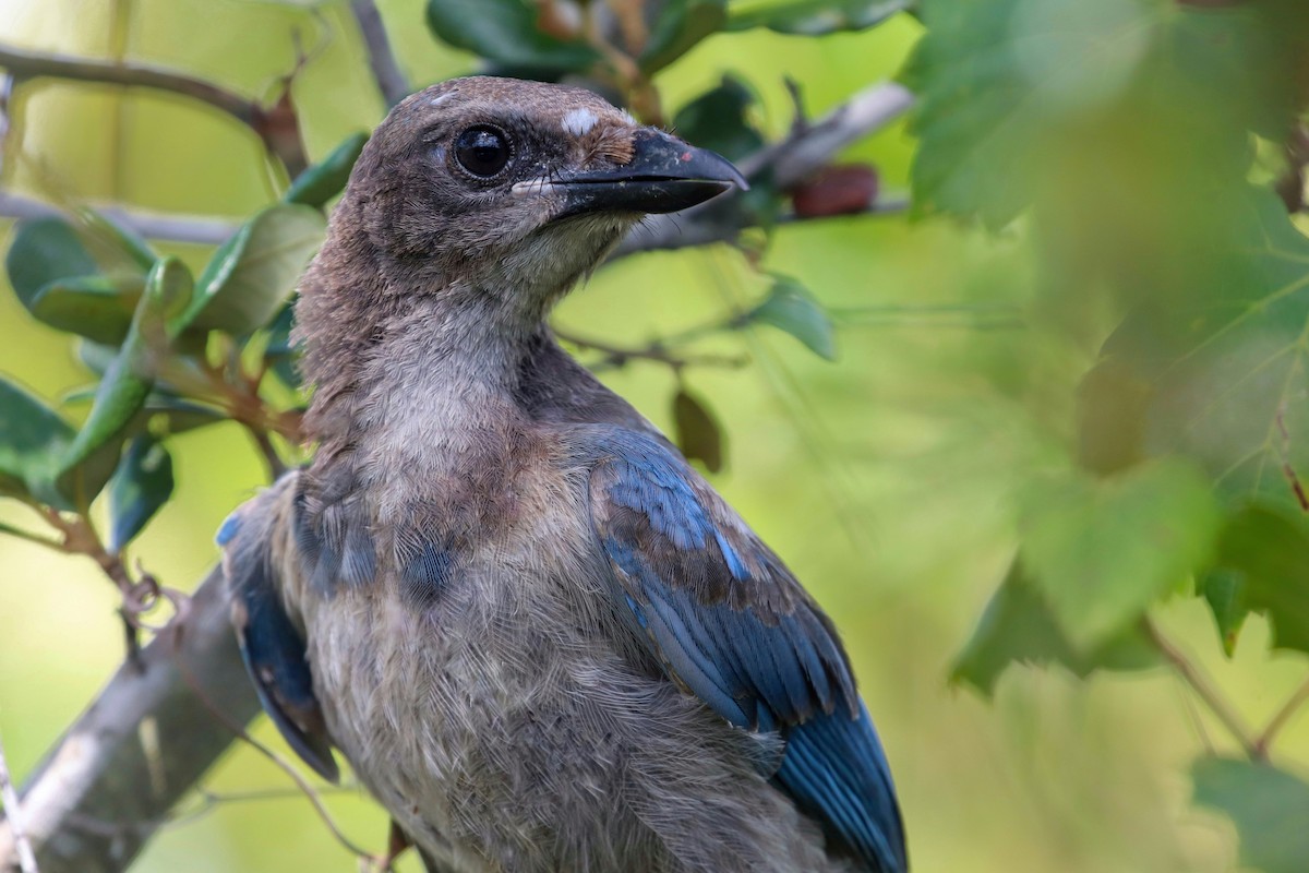 Florida Scrub-Jay - ML172742341