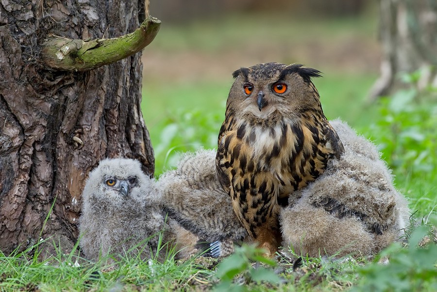 Eurasian Eagle-Owl - Paul Cools