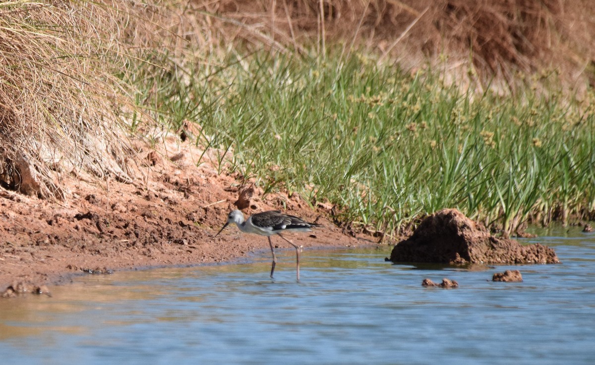 Black-winged Stilt - ML172743891