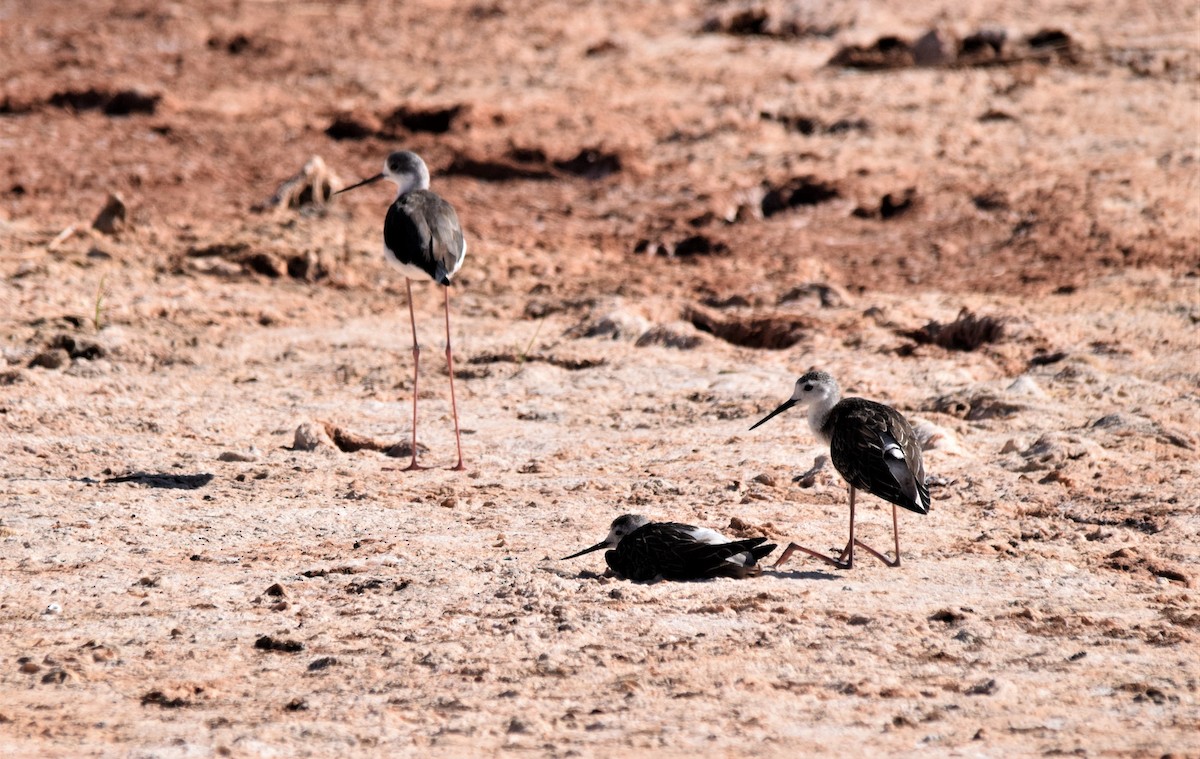 Black-winged Stilt - ML172743911