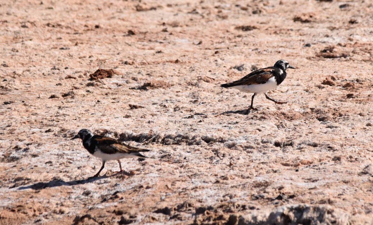 Ruddy Turnstone - ML172743951