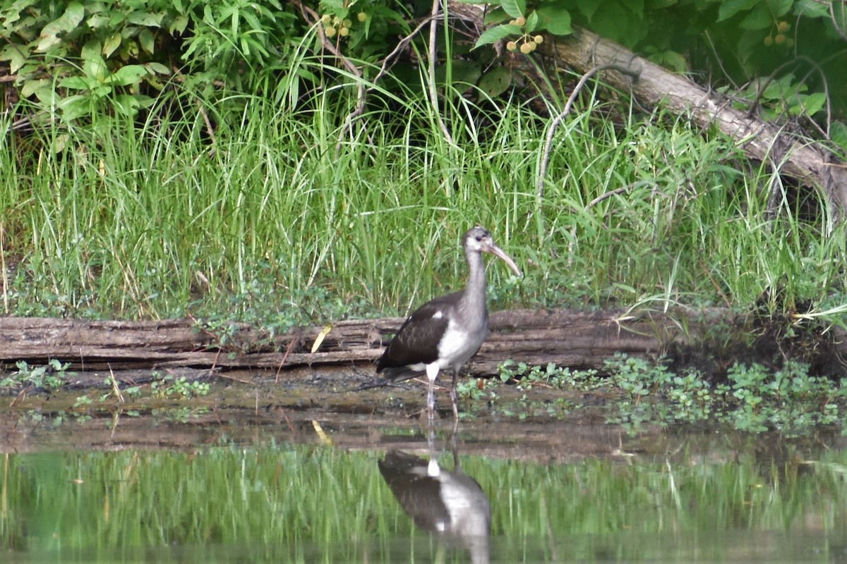 White Ibis - Chip Davis