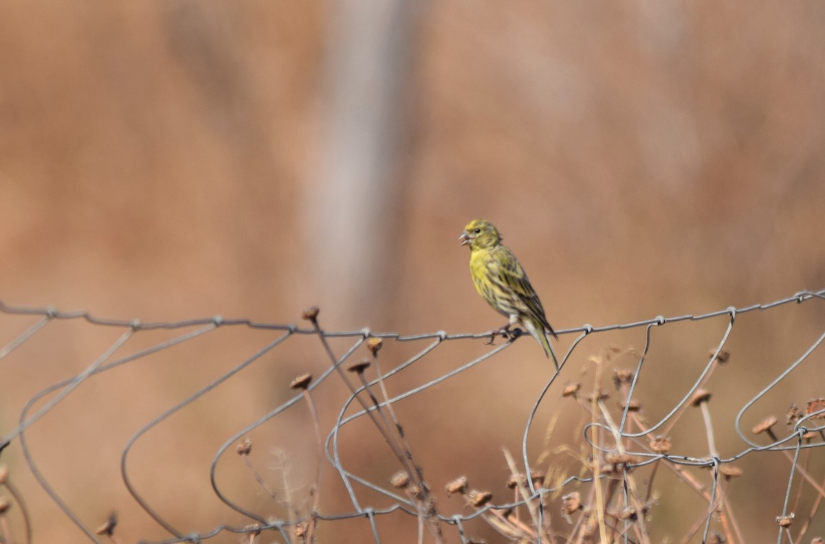 European Serin - ML172744181