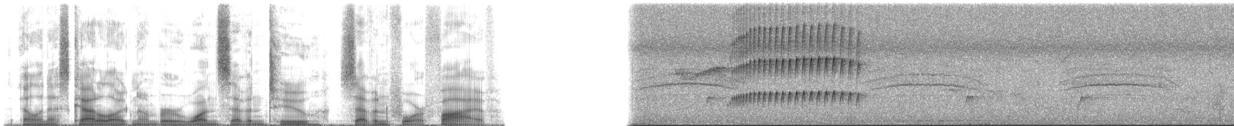 Microtyran coiffé - ML172745