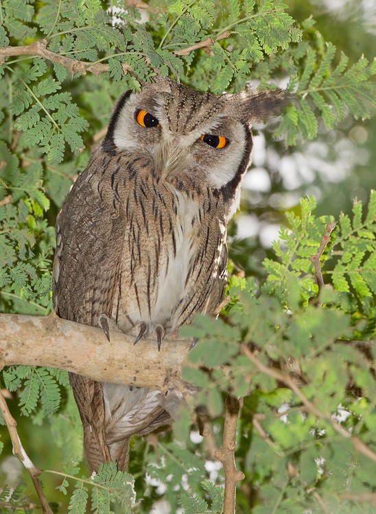 Northern White-faced Owl - Paul Cools