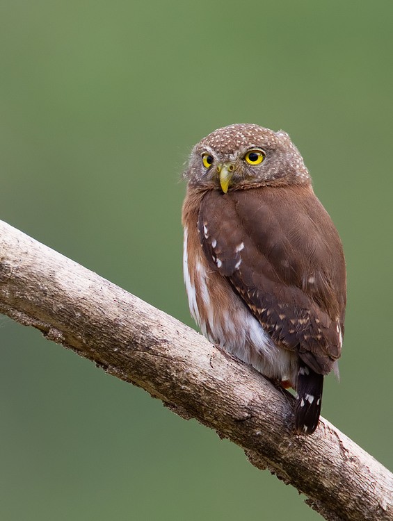 Central American Pygmy-Owl - Paul Cools