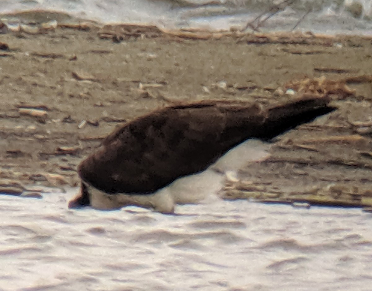 Águila Pescadora - ML172747791