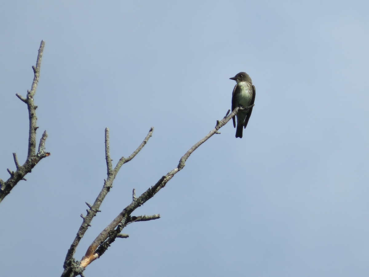 Olive-sided Flycatcher - scott davis