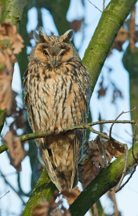 Long-eared Owl - Paul Cools