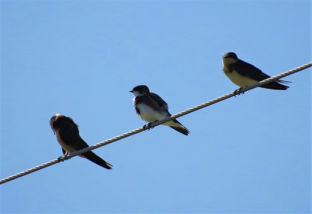 Bank Swallow - John Murphy