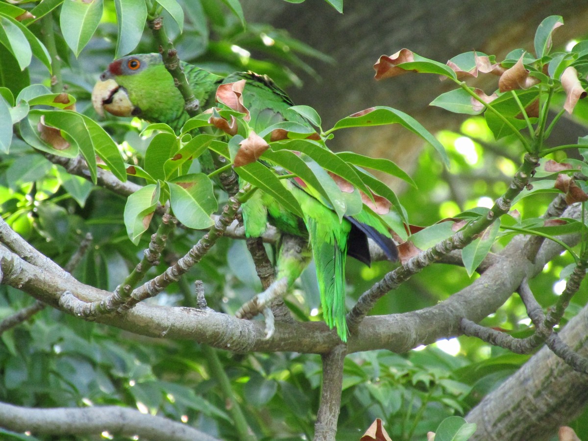 Lilac-crowned Parrot - Eduardo Sánchez