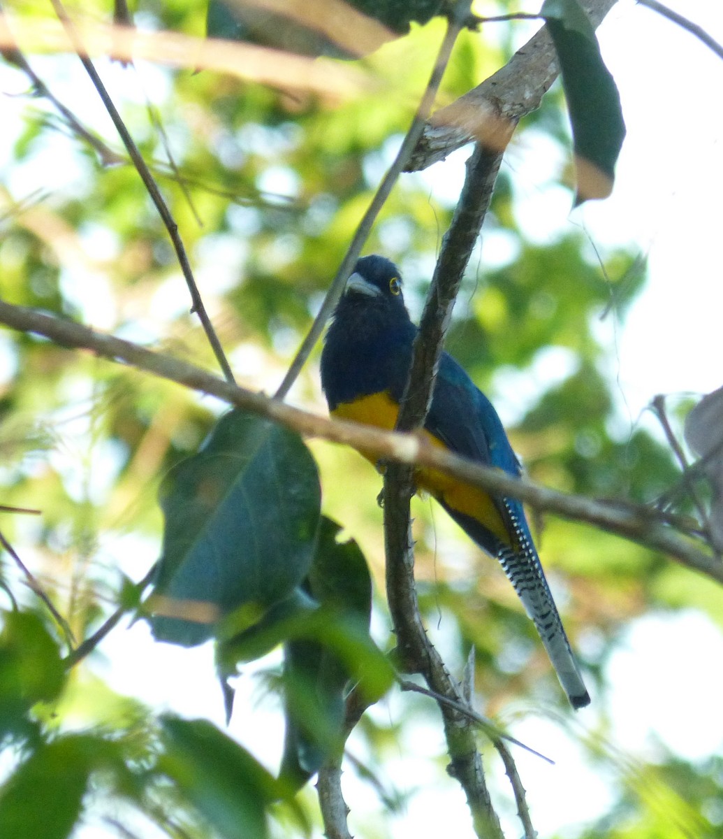 Amazonian Trogon - ML172751161