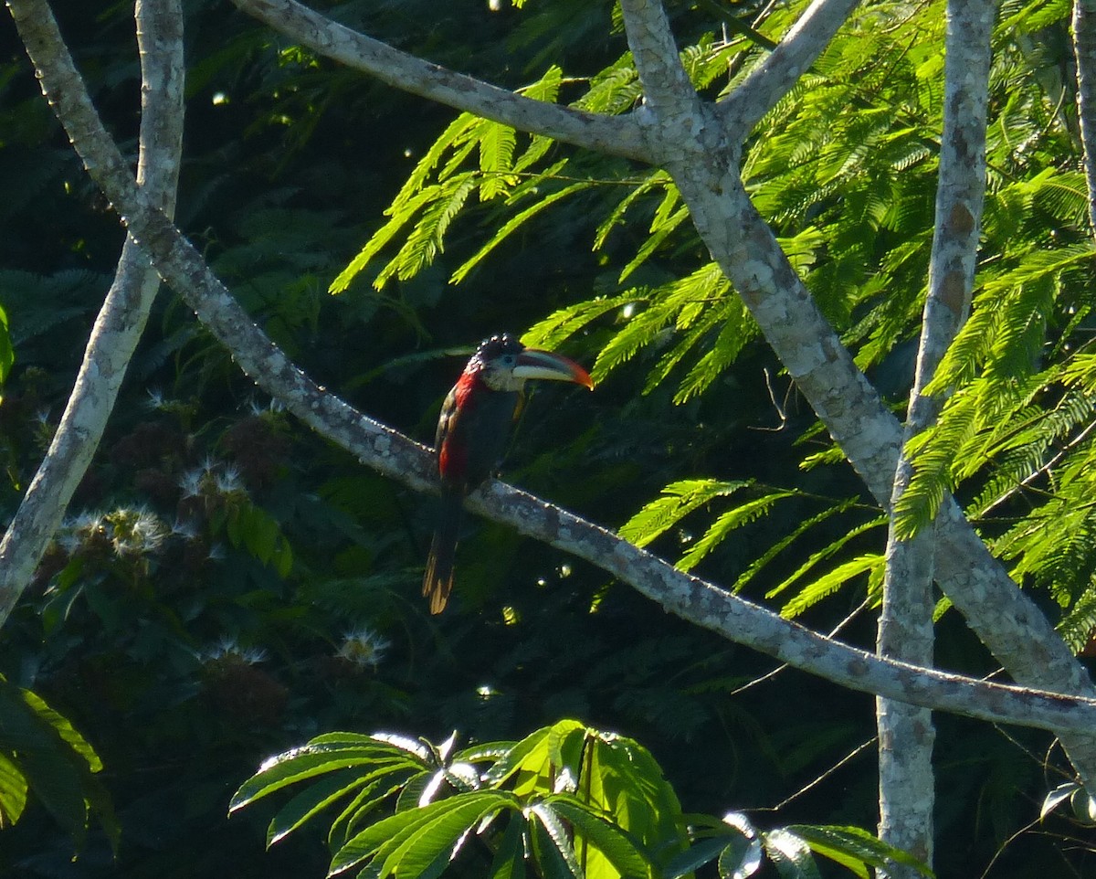 Toucanet de Gould - ML172751211