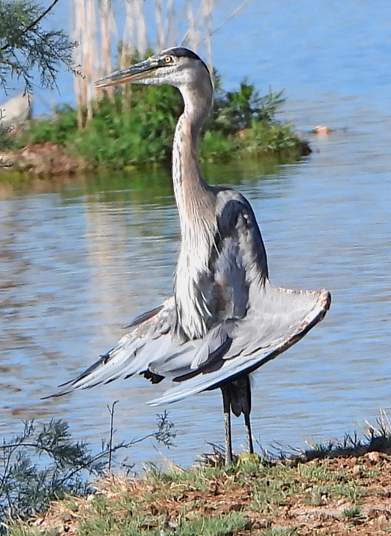 Great Blue Heron (Great Blue) - Lauri Taylor