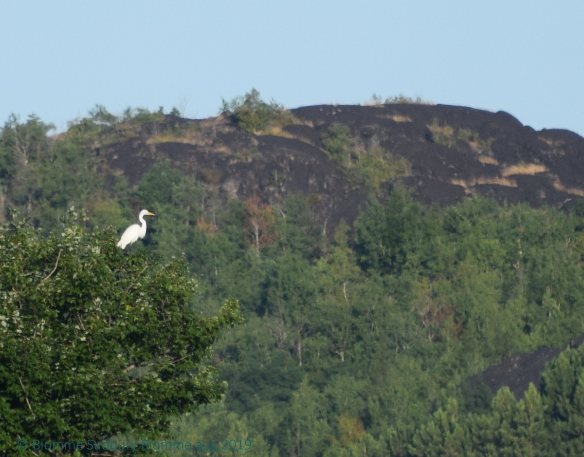 Great Egret - Chris Blomme