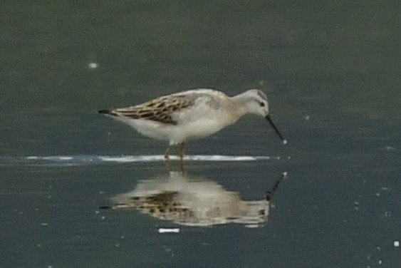 Wilson's Phalarope - Julia Flesaker